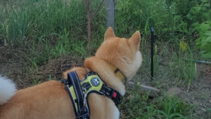 S枝さんの畑