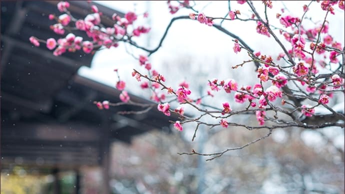 春の雪