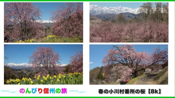 日本で最も美しい村「小川村の春景色」番所の所の桜
