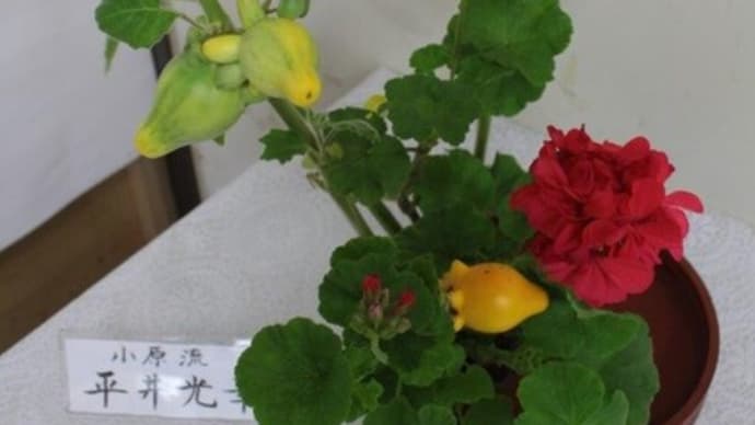 篠窪(しのくぼ)の隣町 渋沢駅に生けられた小原流 平井先生のツノナスの生け花 (2021/09/14)
