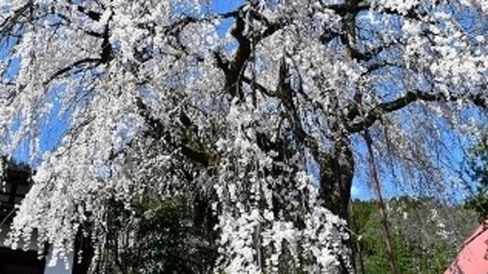 西方寺 しだれ桜 満開