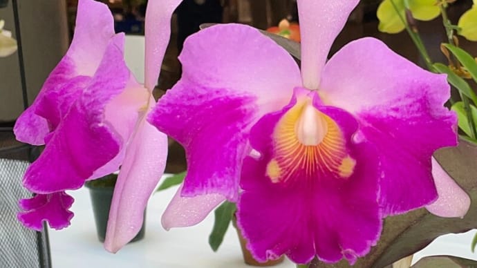 ◇Rlc. Tropical Feeling ‘Red Cheek’