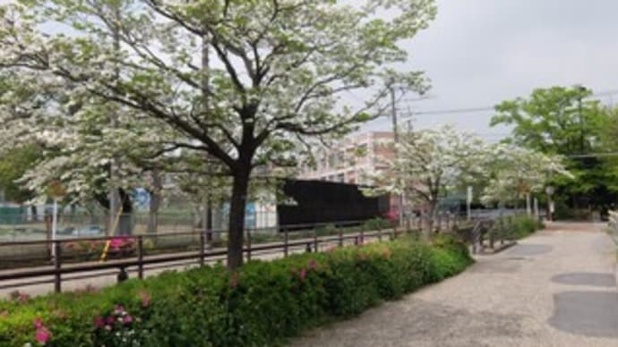 2022神奈川河川ポタリング『ニヶ領用水』③武蔵小杉~渋川分岐点