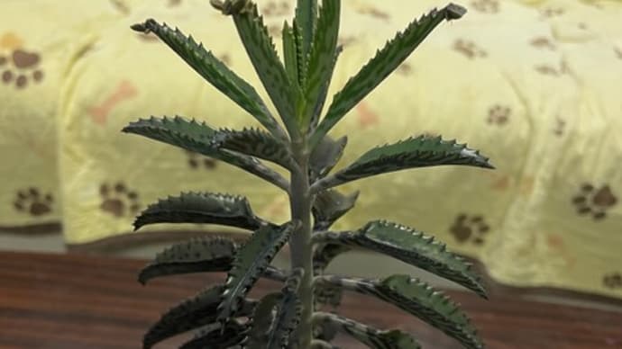 我が家のの多肉植物2025