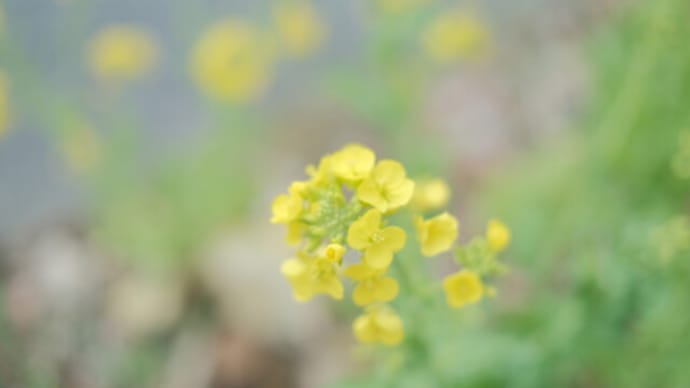 sakeの歩窓から(目につく花々)