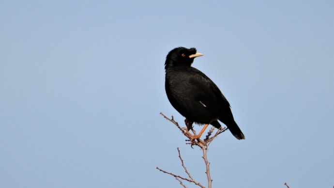 ハッカチョウ ・・・ 2月6日 淀川十三で