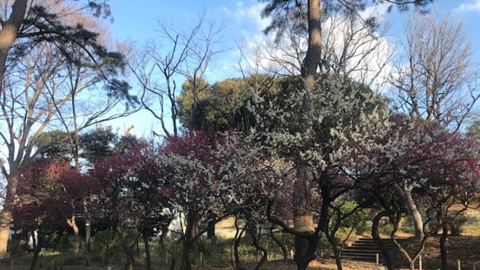宝来公園の梅と初スキレット
