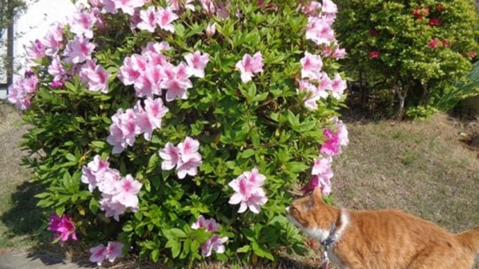 ツツジと猫