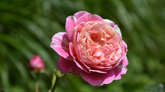 ばら狩り 神奈川県平塚市寺田縄 花菜ガーデン(2)ローズフェスティバル2023春