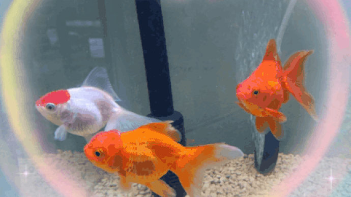 金魚🎵人生いろいろ🎵