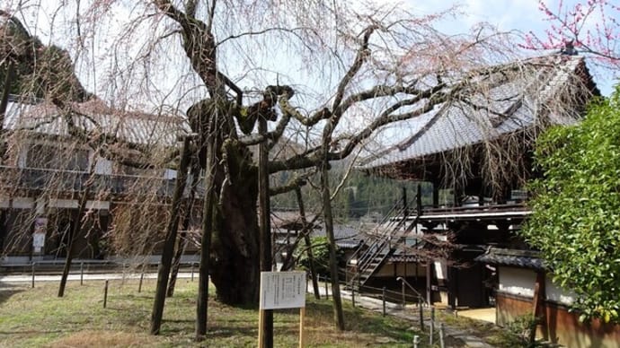 豊田市　瑞龍寺の枝垂れ桜と”ひな祭り”