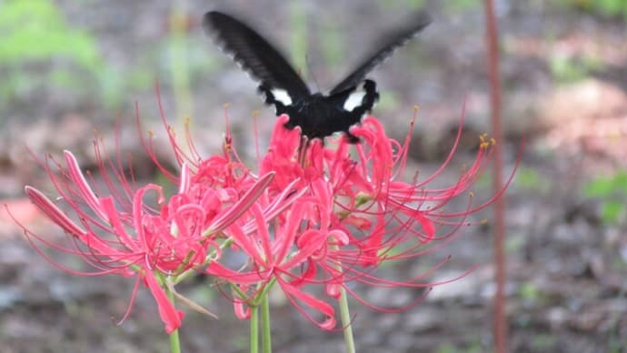 155 曼珠沙華 咲き始めました
