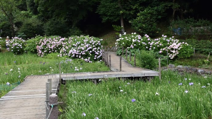 しょうぶ・あじさい狩り 神奈川県中郡二宮町 二宮せせらぎ公園(2)ハンゲショウ:半夏生