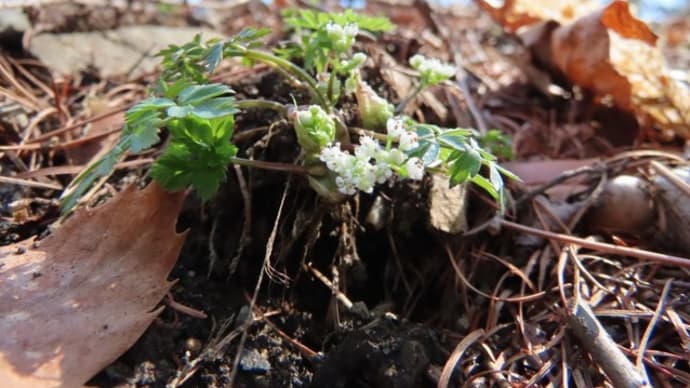 高ボッチ高原・鉢伏山の植物 セントウソウ(仙洞草)