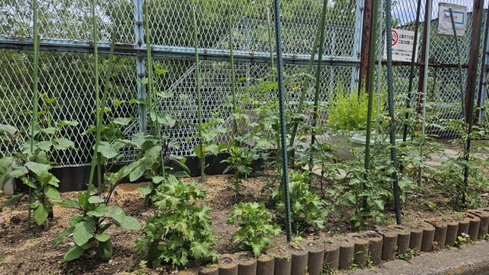 家の野菜