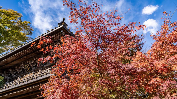 鎌倉秋色【英勝寺】混雑なしの秋の鎌倉