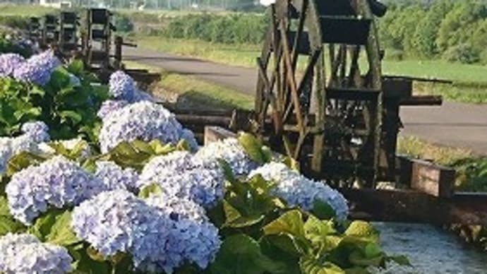 紫陽花と水車