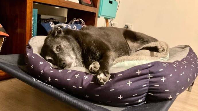 とにかく眠い