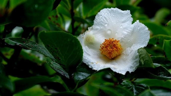 諸行無常の一日花「沙羅双樹」、日本では「夏椿」の花
