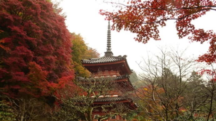 雨と紅葉の三室戸寺（後編）　＠　京都妖怪探訪（５２８）