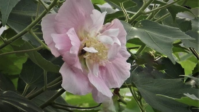 散歩道に咲く花 No.1 （酔芙蓉・秋明菊・肉色縮砂・その他）