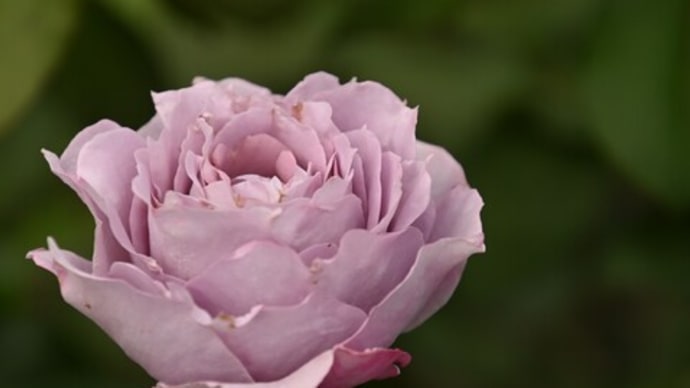 7月の4枚 ~青い薔薇~