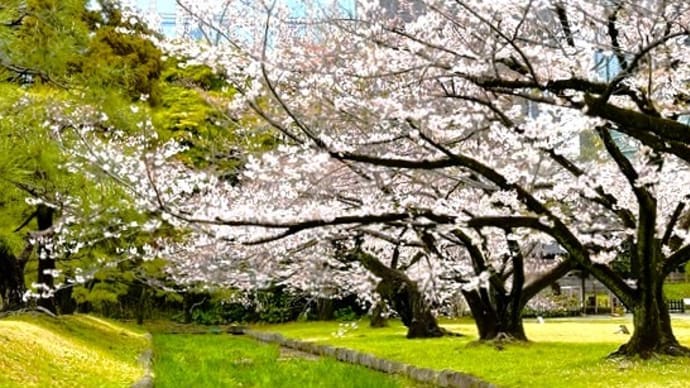 「桜」/浜離宮恩賜庭園・旧芝離宮恩賜庭園