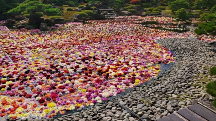 島根県大根島の由志園10万個のダリア