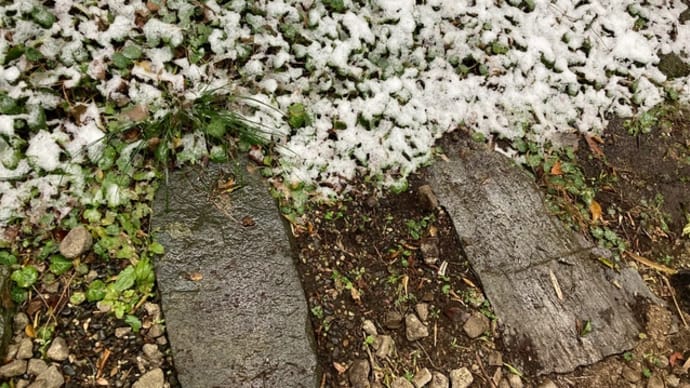 予報あたって雪~