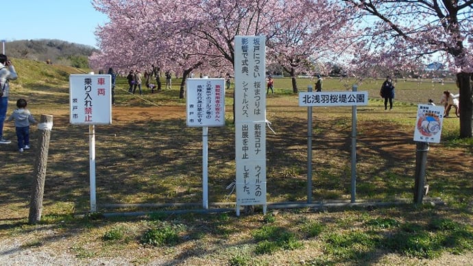 さくら日和 (坂戸市・北浅羽桜堤公園)