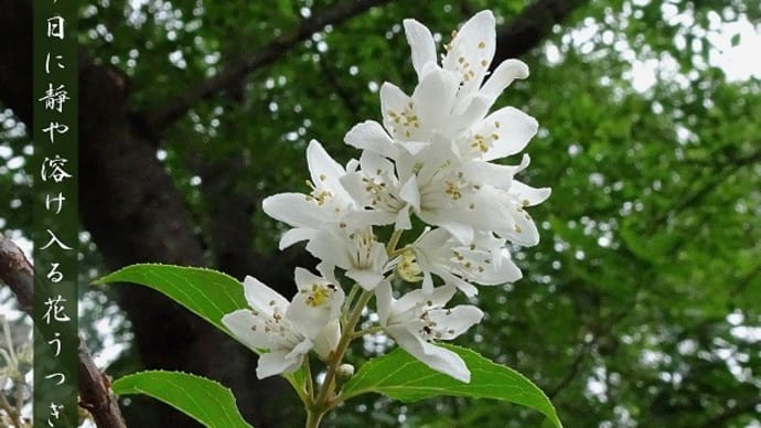 曇り日に靜や溶け入る花うつぎ