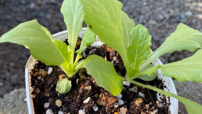 茎レタスの植え付け