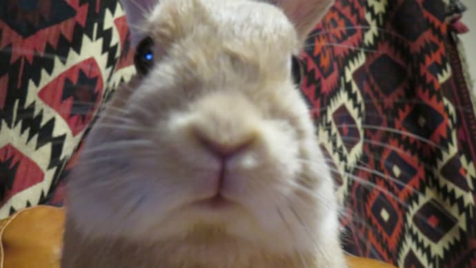 うさぎ学長!わちゃまる君!(その116)こっそり、わちゃまる君
