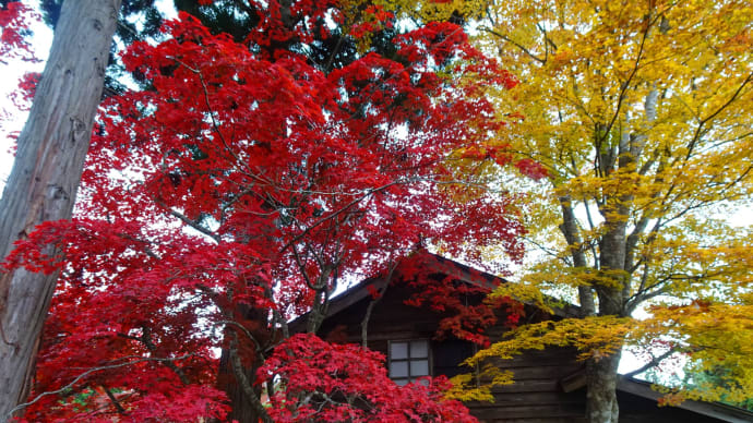 紅葉①函館見晴公園