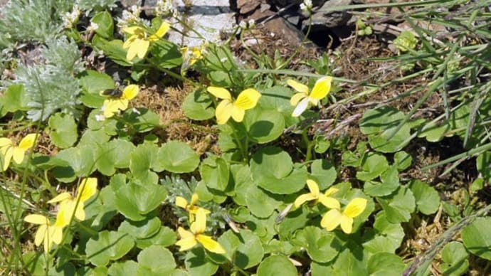 北岳 高山植物編 18 キバナノコマノツメ