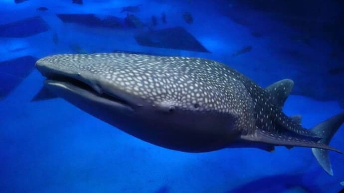 20230104 のとじま水族館