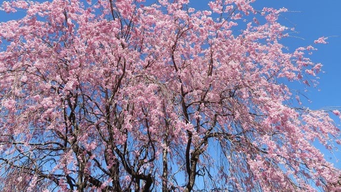 桜と桃源郷