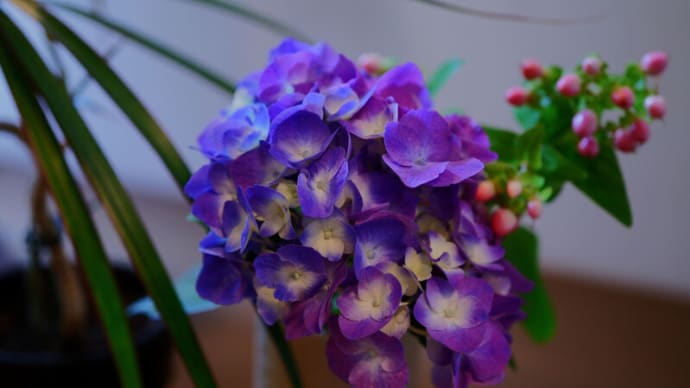 ●我が家の6月の花(21) 紫陽花 ハイドランジア?三色 コンペイトウ三色