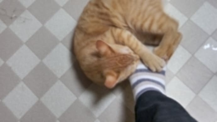 miちゃんごめんね(;´∀`)