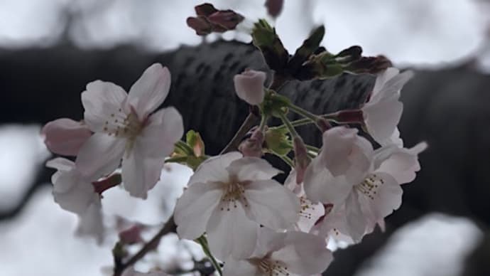 一人で花見