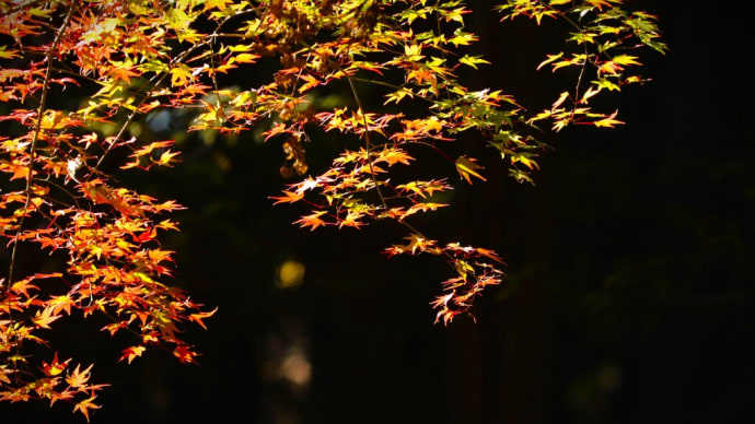 平林寺境内の紅葉