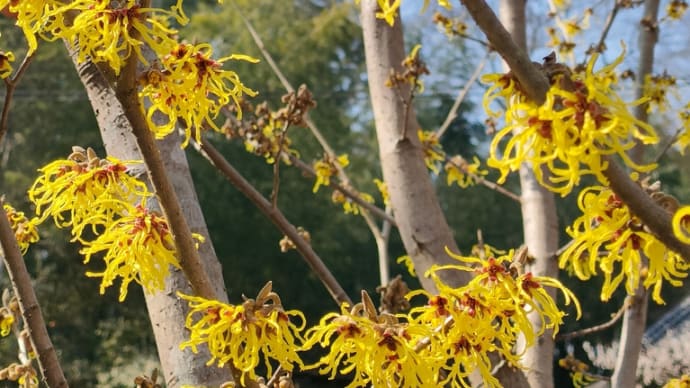 しづの里に花の季節がやってきた