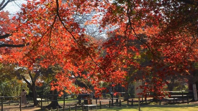 清水公園の紅葉