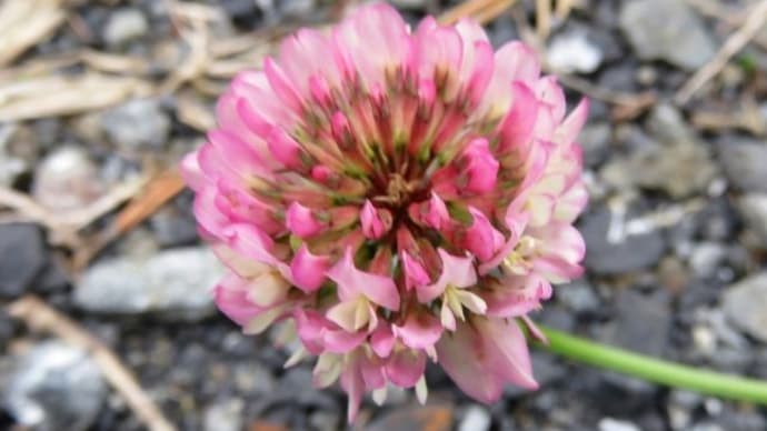 Red clover&White clover