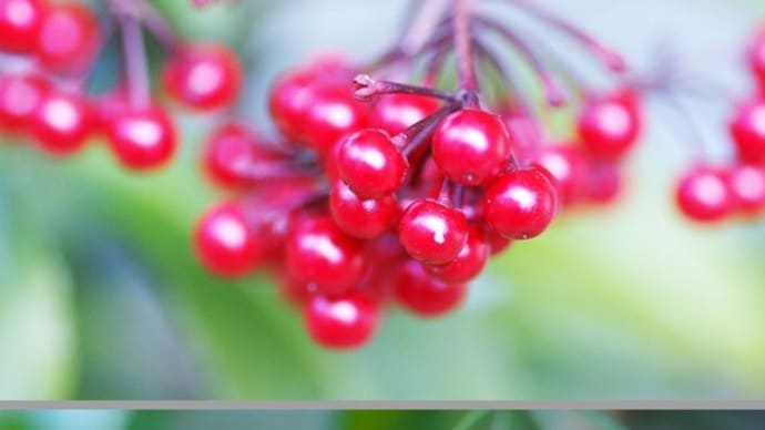 紅白実の万両