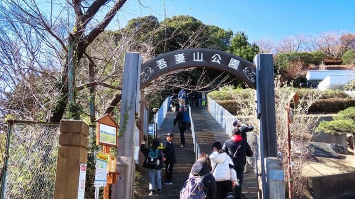 早春の吾妻山で菜の花と富士山の絶景