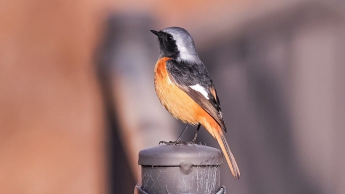 05/Mar ジョウビタキと菜の花と河津桜とモズとツグミ
