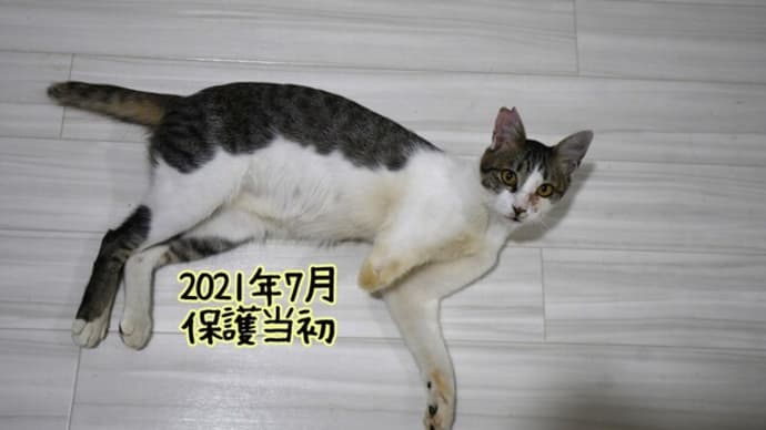 保護当初のカーターちゃん、今のカーターちゃん