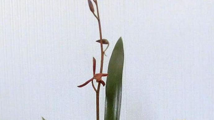 恵蘭も咲き始めました。