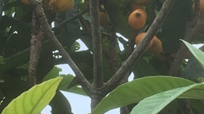 アミグダリン豊富な枇杷の収穫!~自然農園~